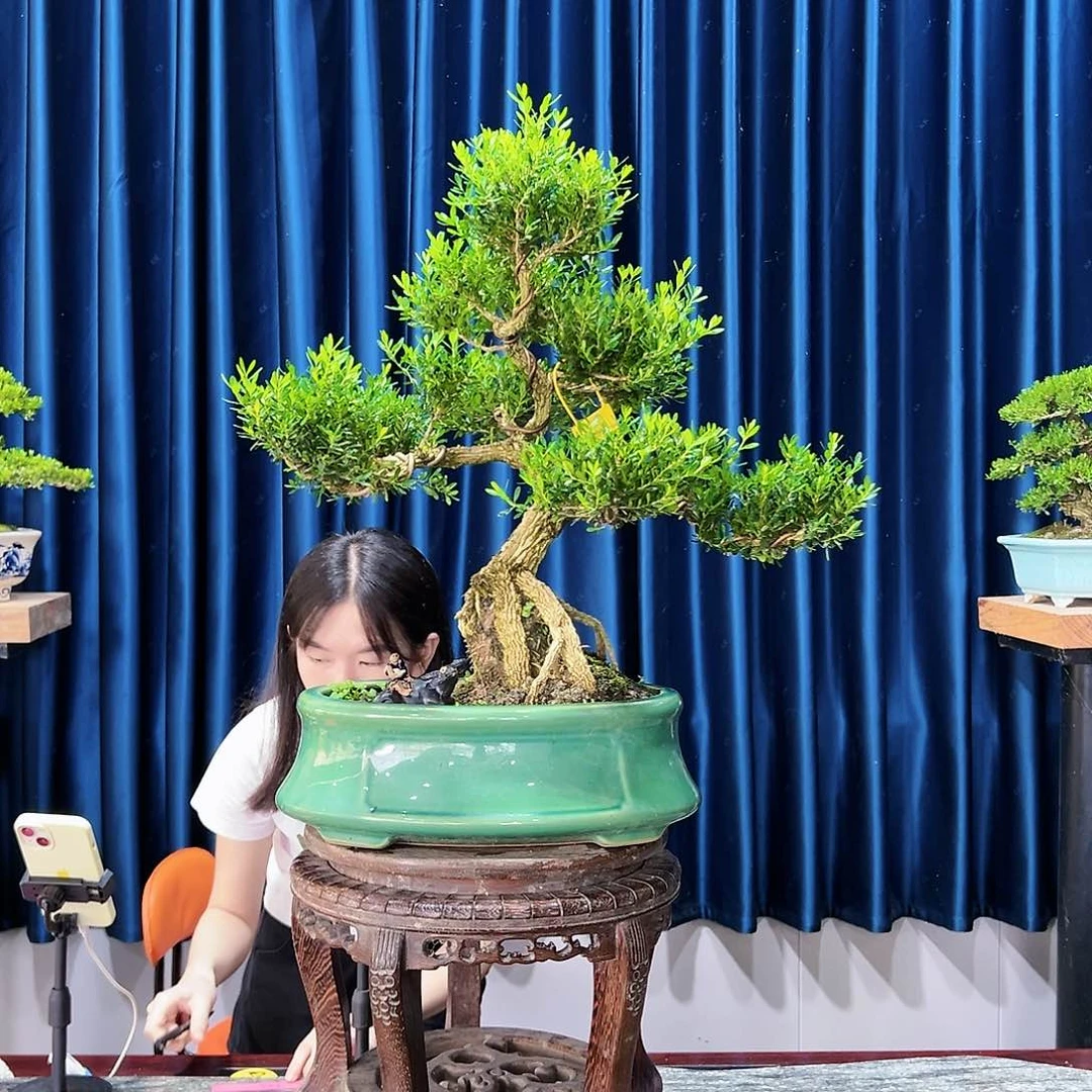 黄杨盆景艺术作品