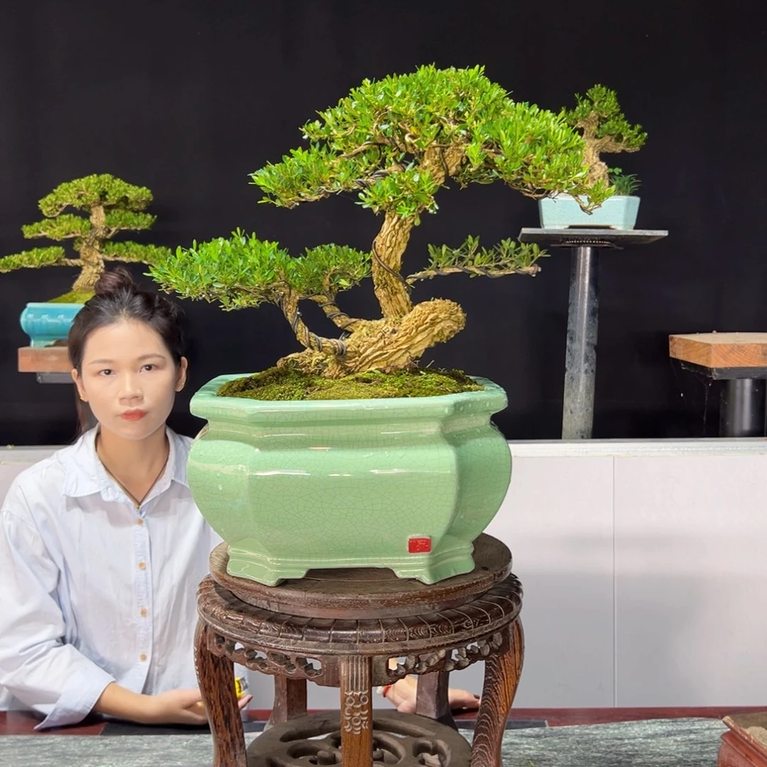 绿植黄杨盆景雀舌软枝