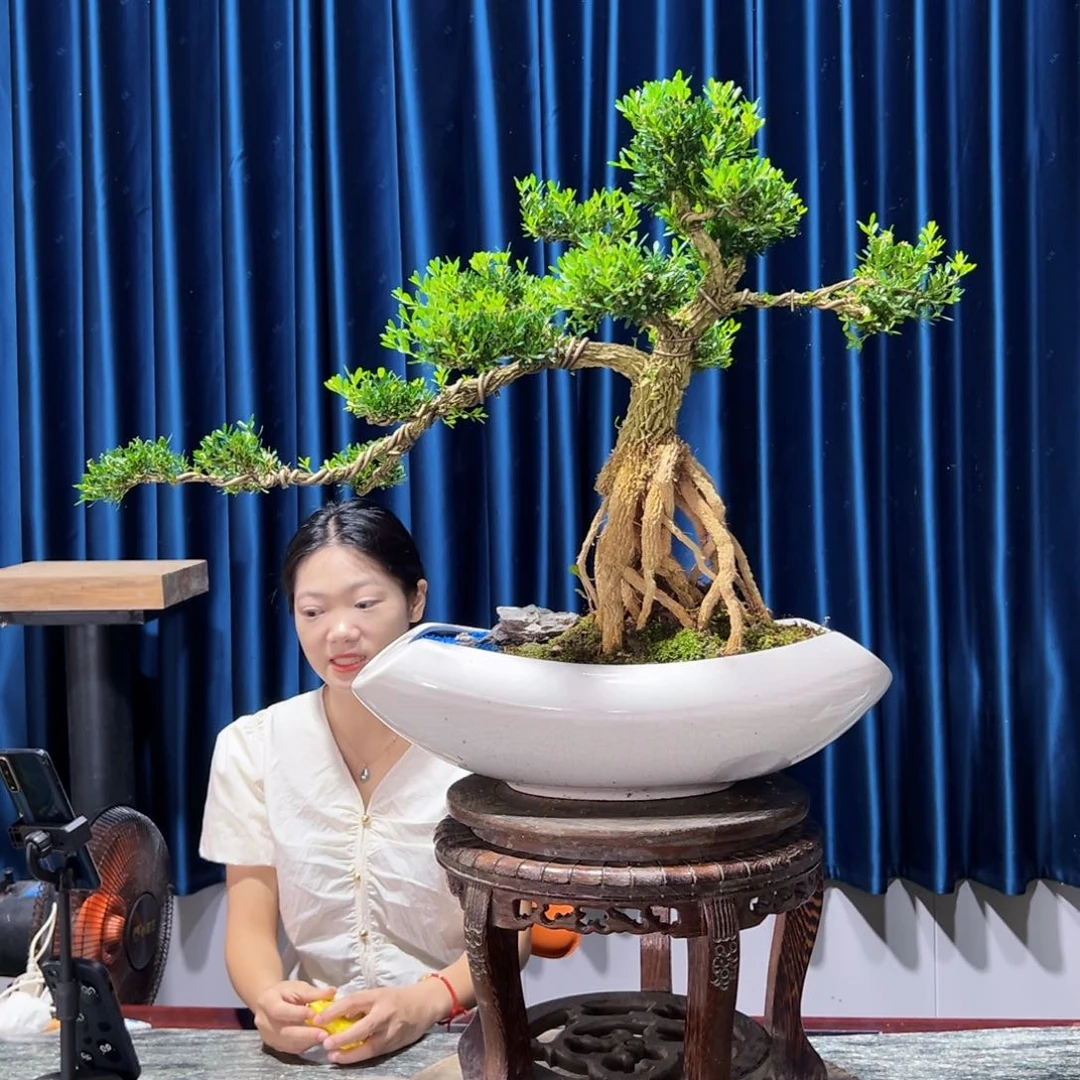 黄杨室内外绿植盆景一物一拍黄杨