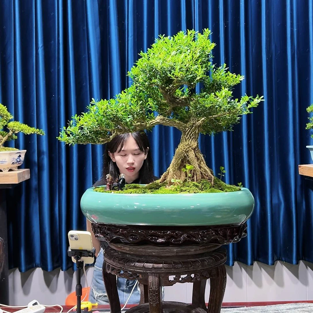 黄杨盆景艺术作品
