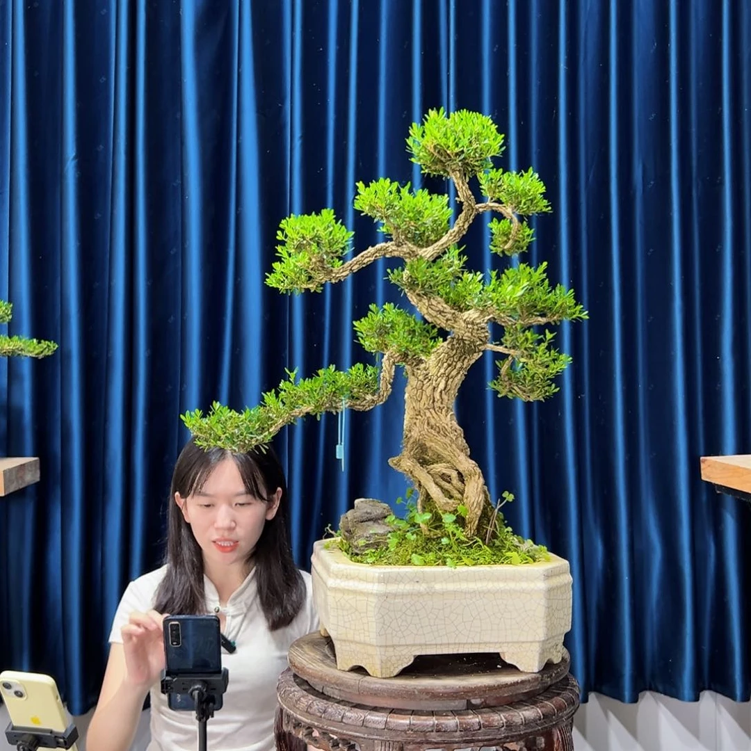 黄杨盆景艺术作品