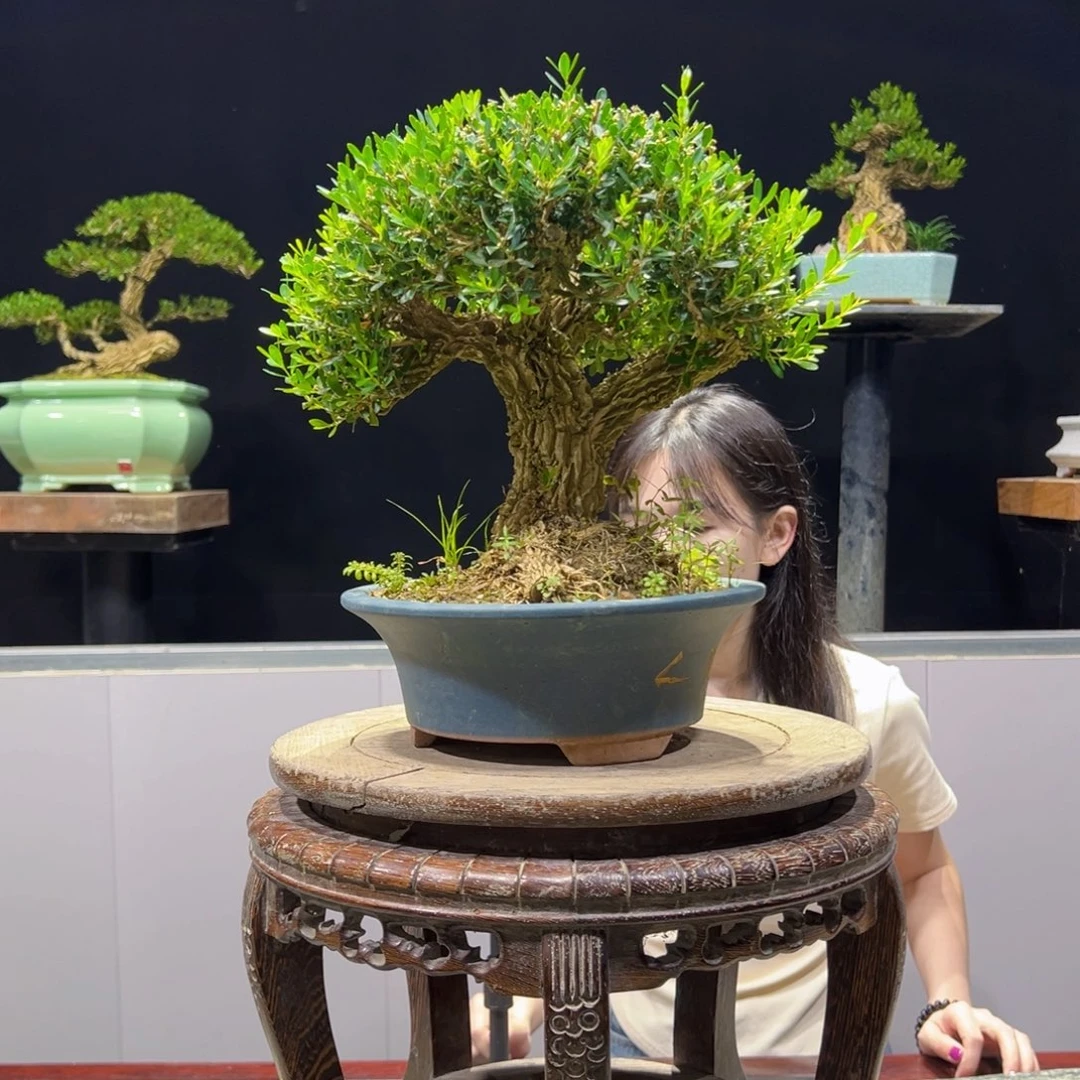 绿植黄杨盆景雀舌软枝