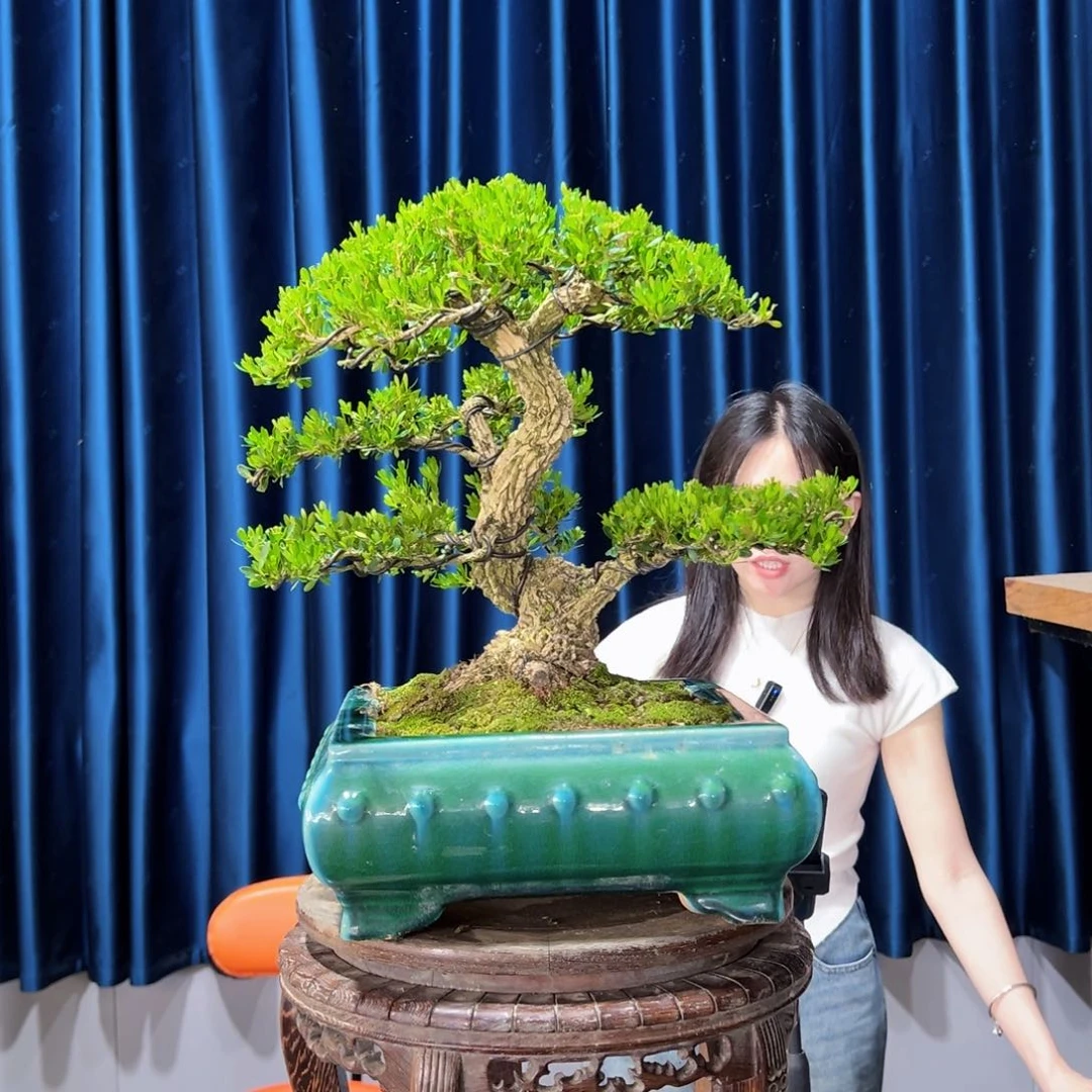 黄杨盆景艺术作品