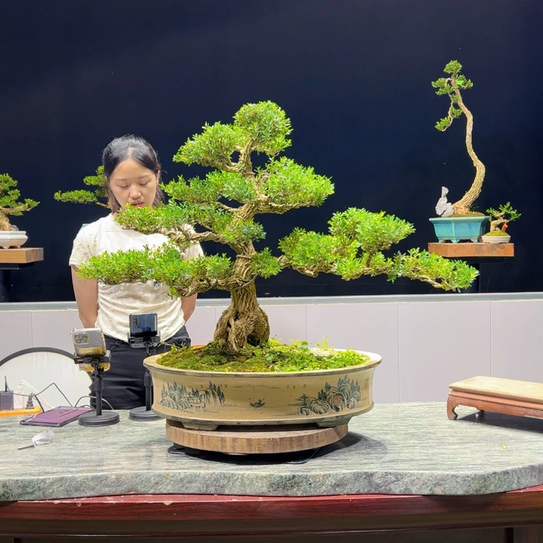 黄杨绿植黄杨盆景雀舌软枝