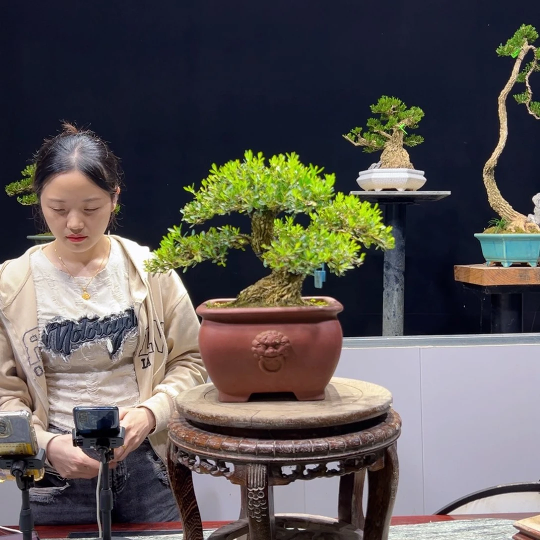 黄杨饭*~绿植黄杨盆景雀舌软枝