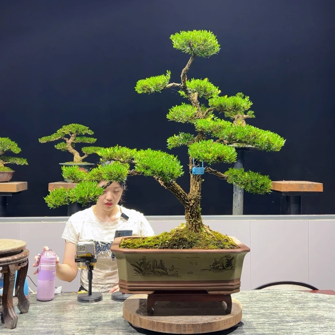 黄杨绿植黄杨盆景雀舌软枝