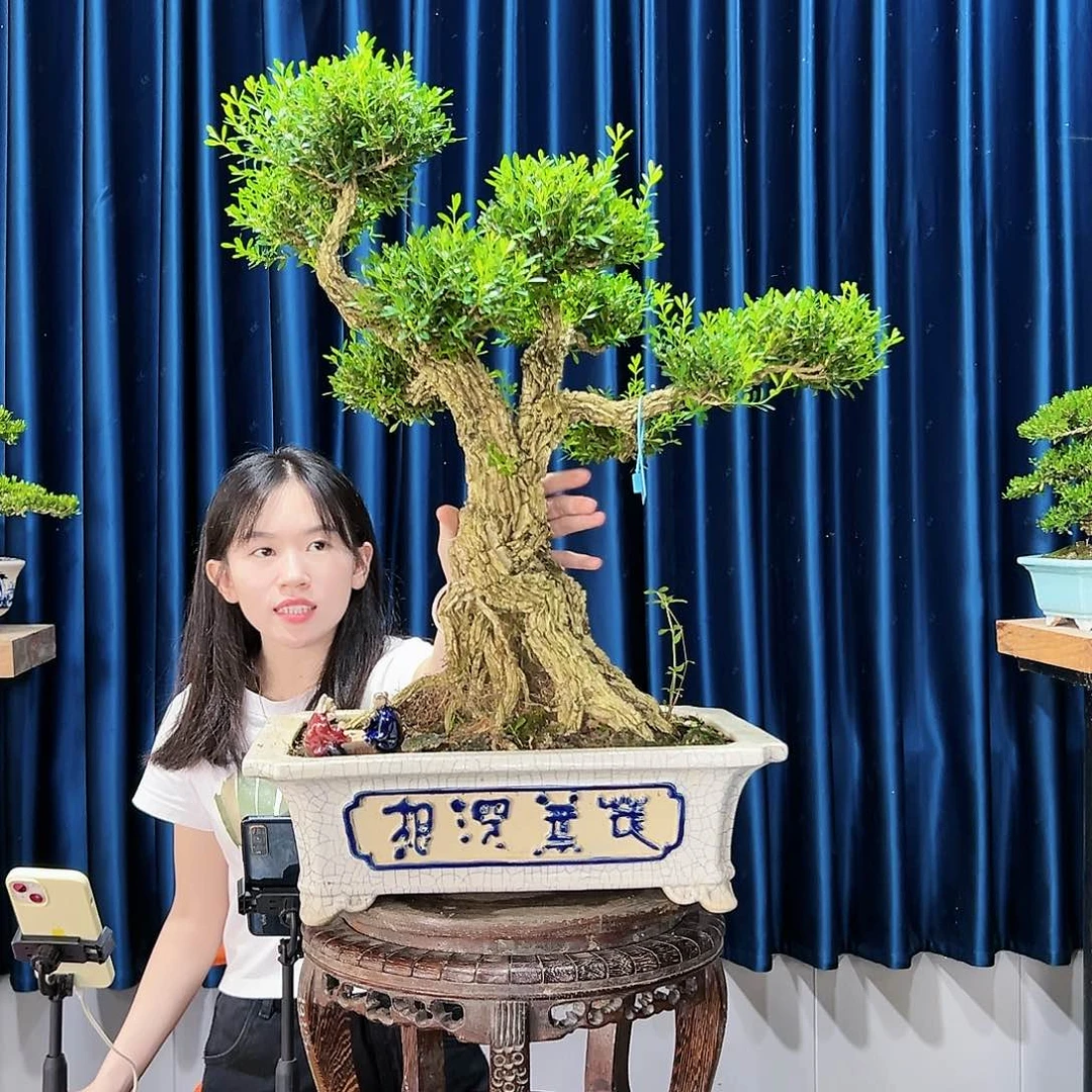 黄杨盆景艺术作品
