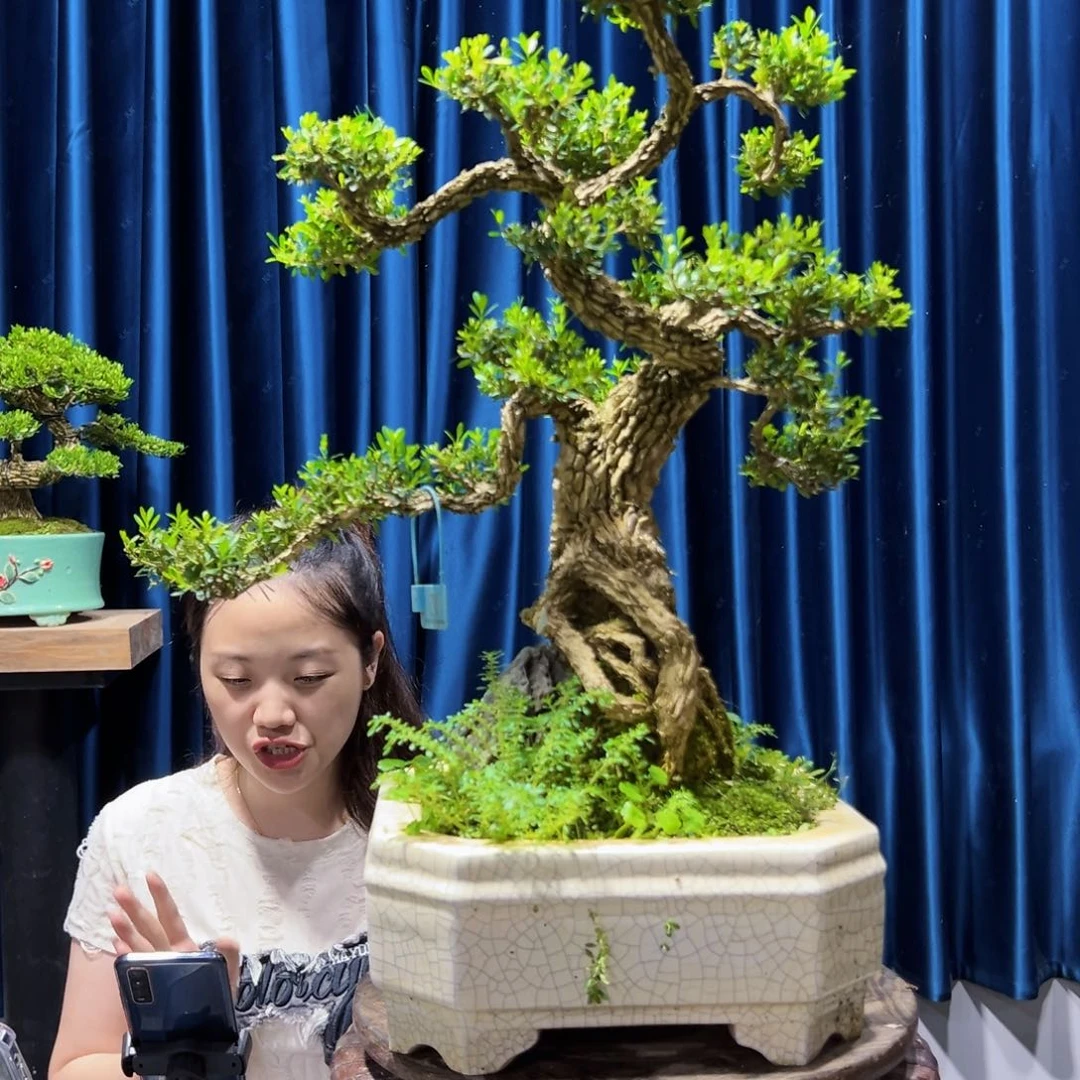 绿植黄杨盆景室内外植物阳台庭院一物一拍黄杨