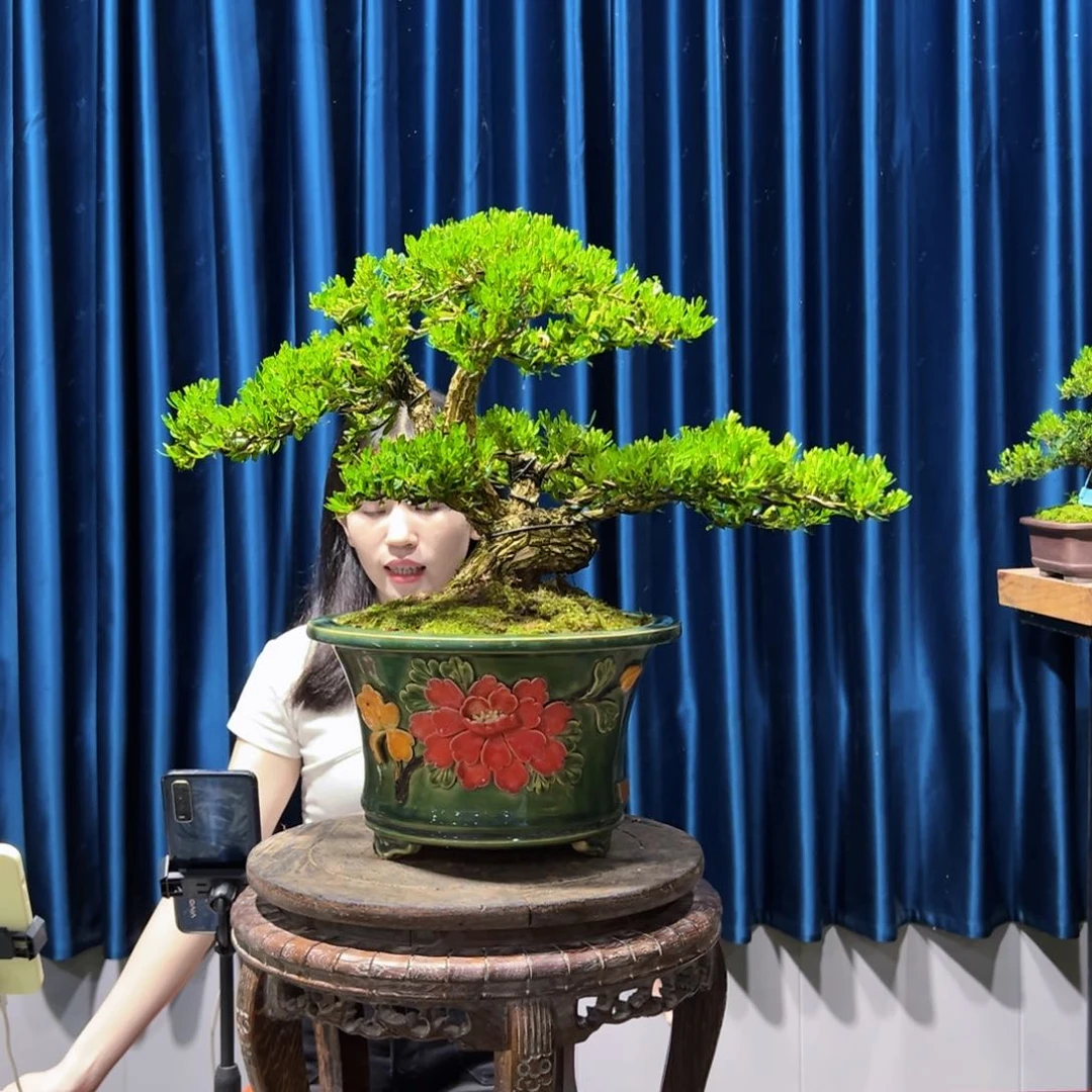 黄杨睫****》盆景艺术作品