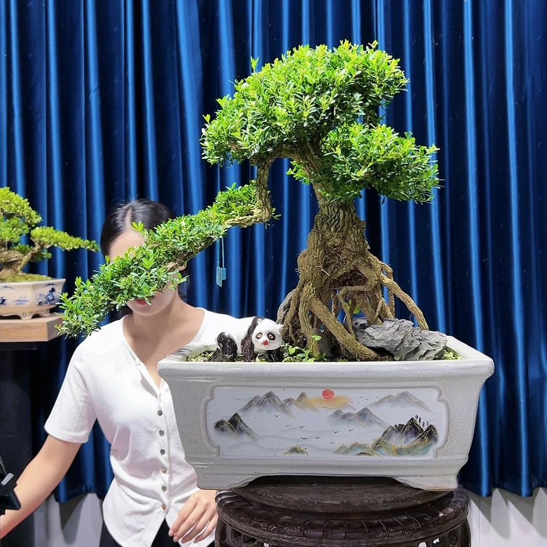 黄杨室内外绿植盆景一物一拍黄杨