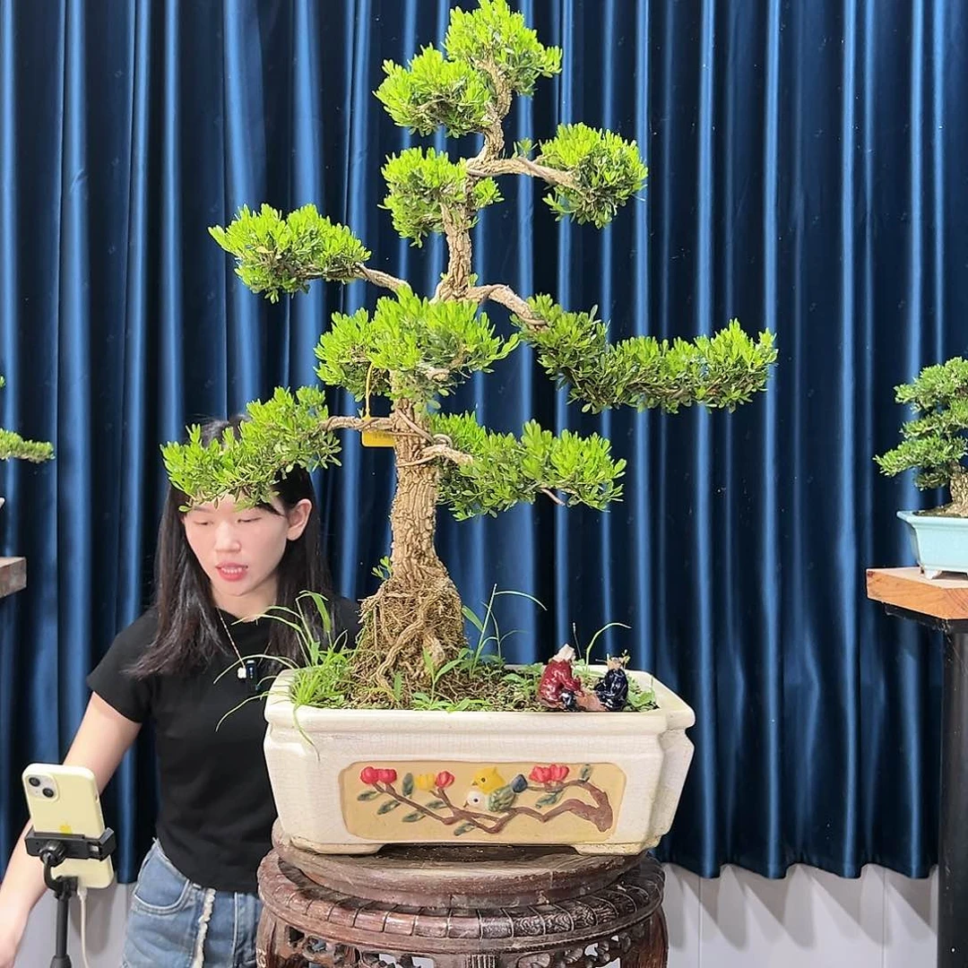 黄杨盆景艺术作品