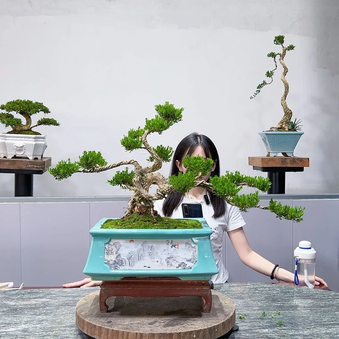 黄杨绿植黄杨盆景雀舌软枝
