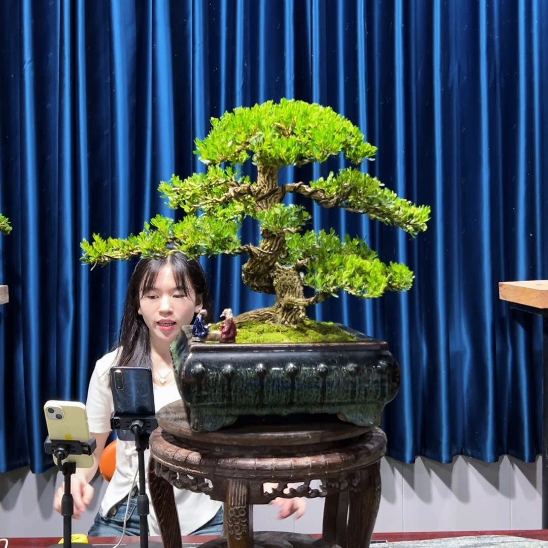 黄杨盆景艺术作品