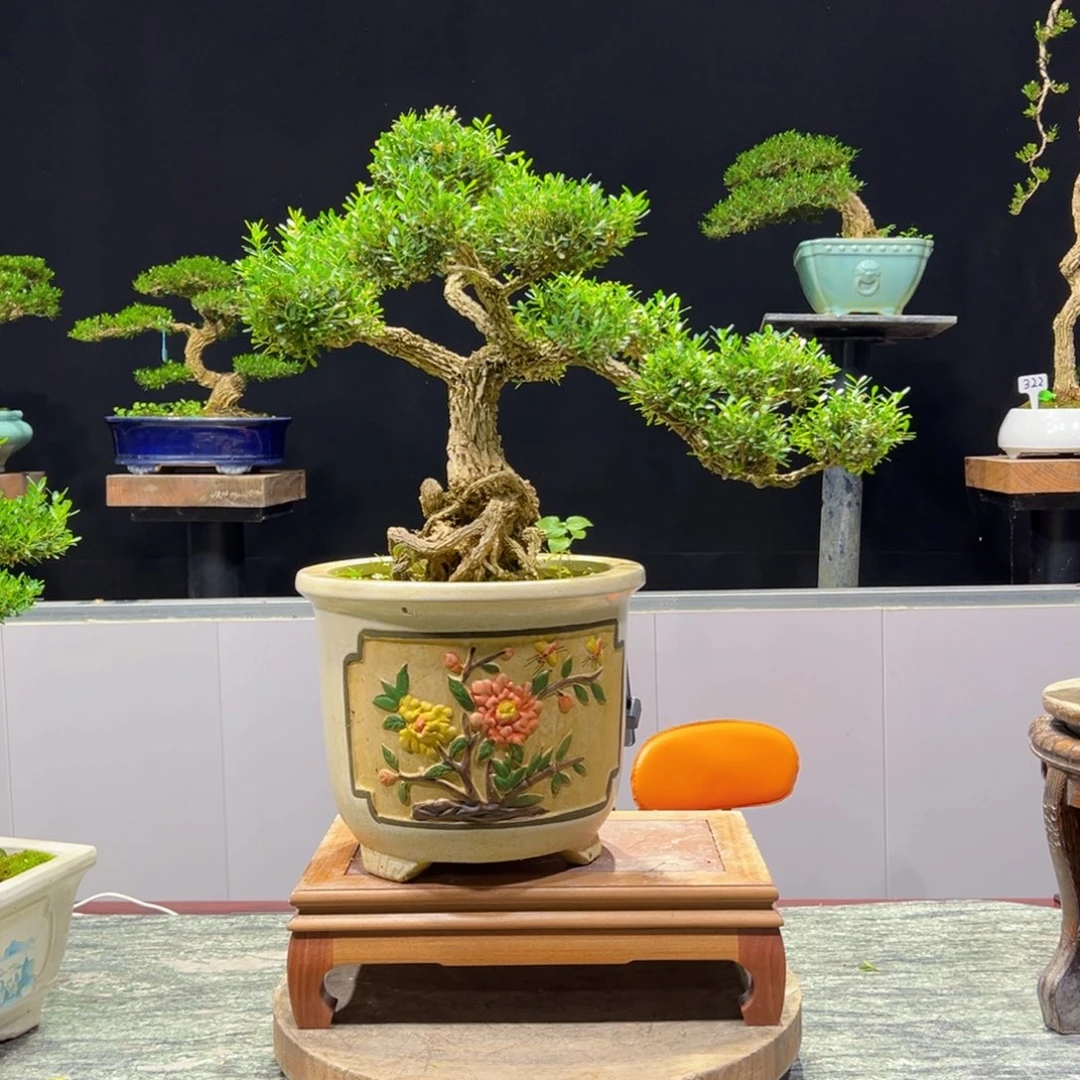 绿植黄杨盆景雀舌软枝