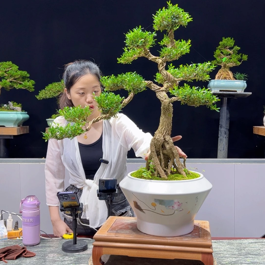 绿植盆景黄杨雀舌软枝