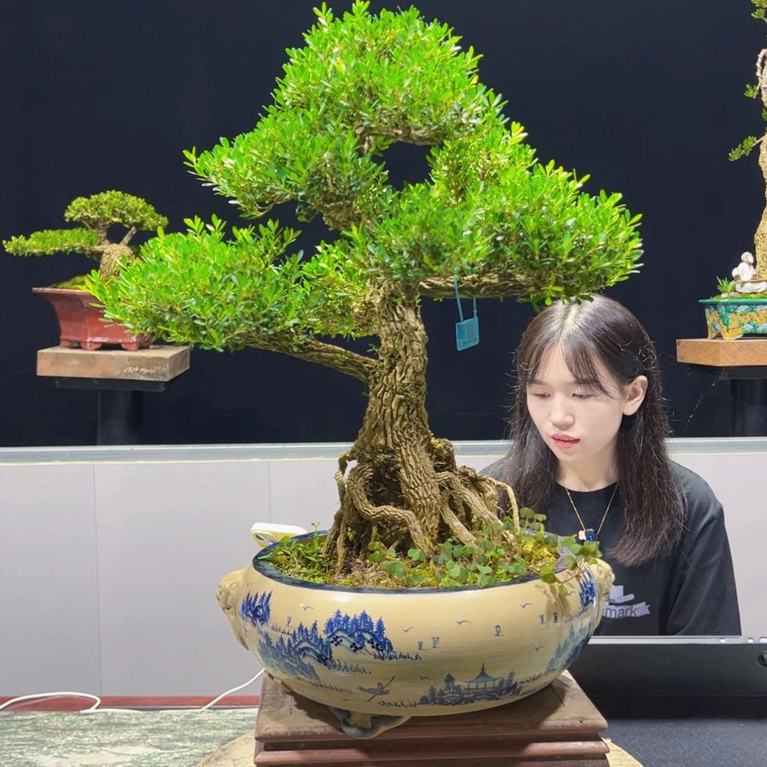 绿植黄杨盆雀舌软枝