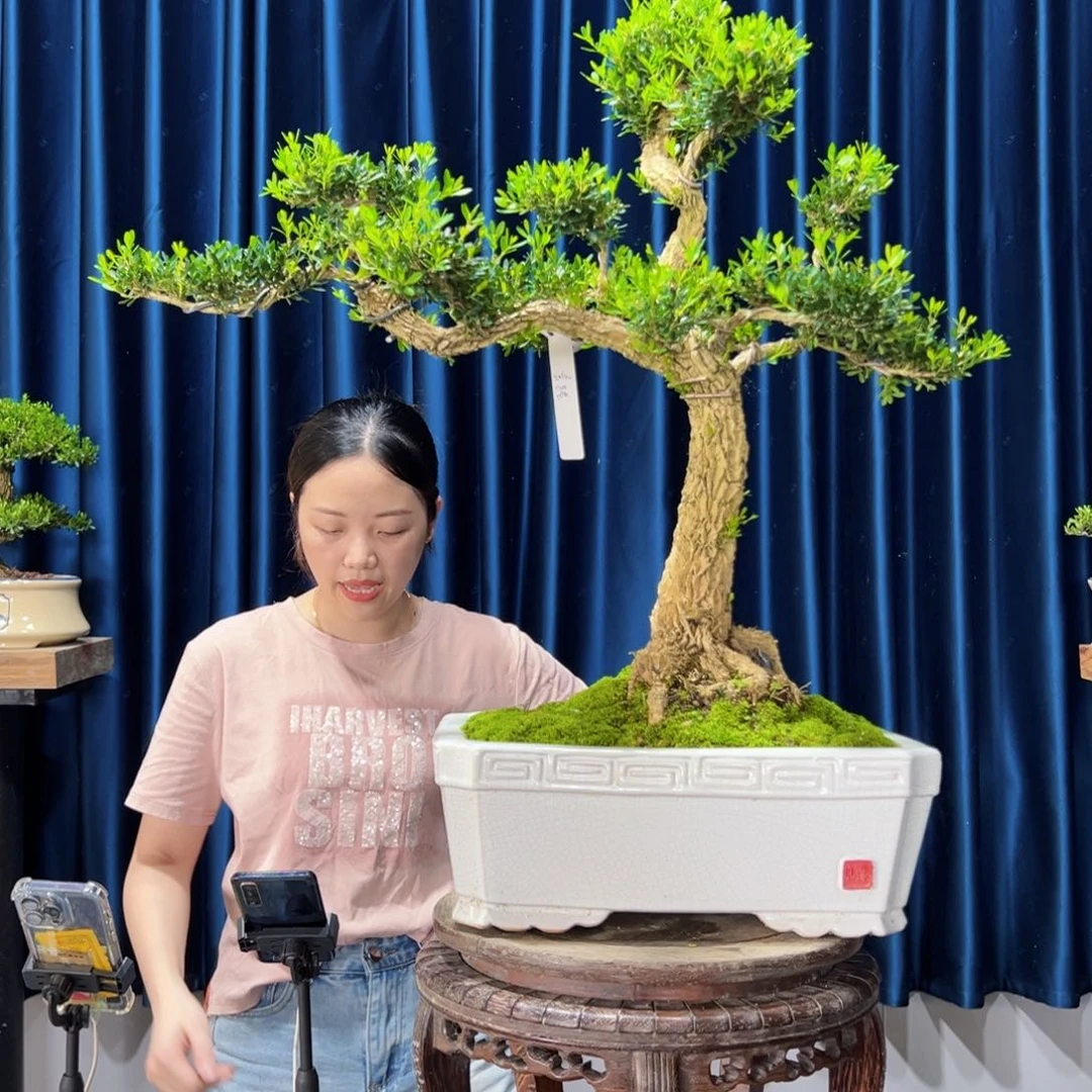 广东黄杨盆景绿植老桩