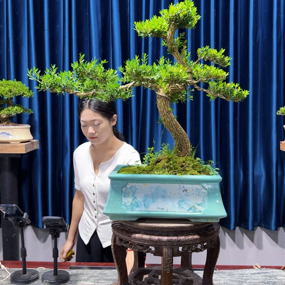 黄杨室内外绿植盆景一物一拍黄杨