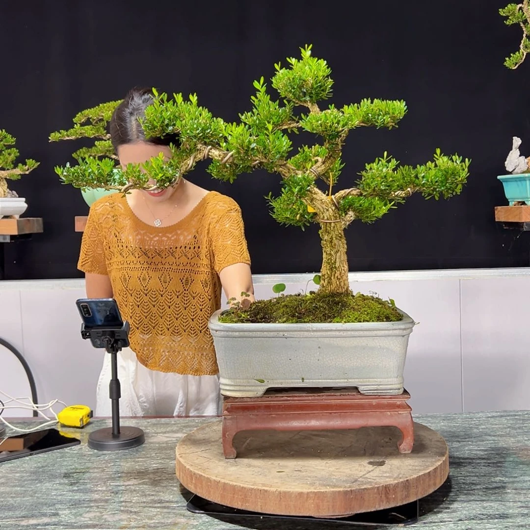 绿植黄杨盆景雀舌软枝