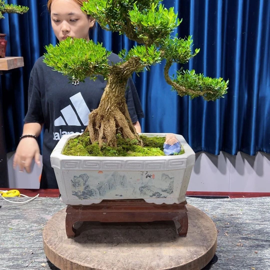 广东黄杨盆景绿植盆景