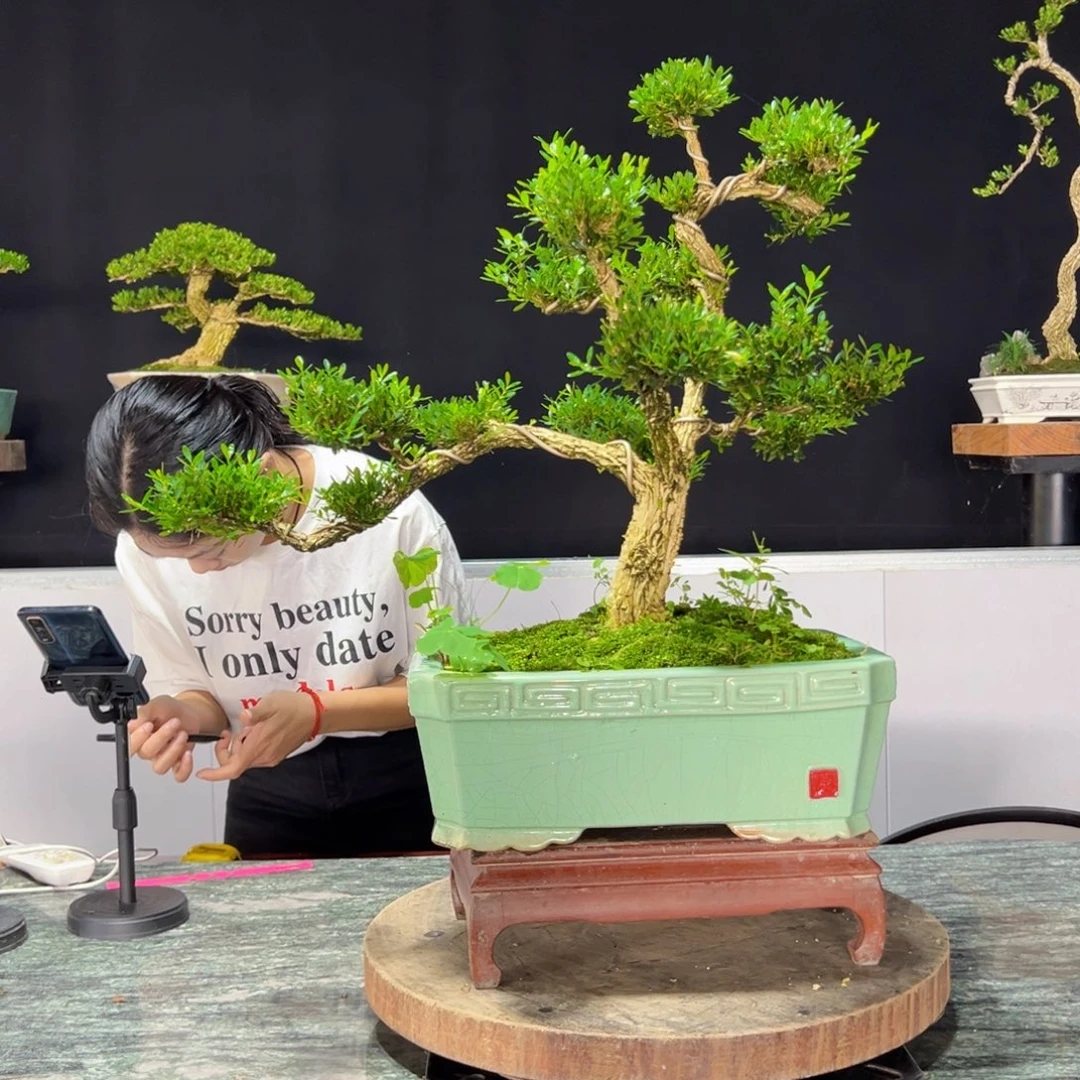 绿植黄杨盆景雀舌软枝