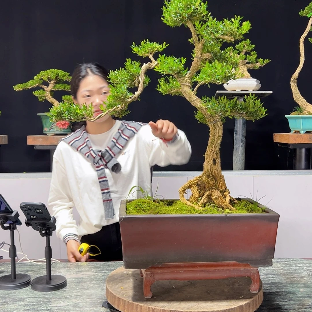 绿植黄杨盆景雀舌软枝