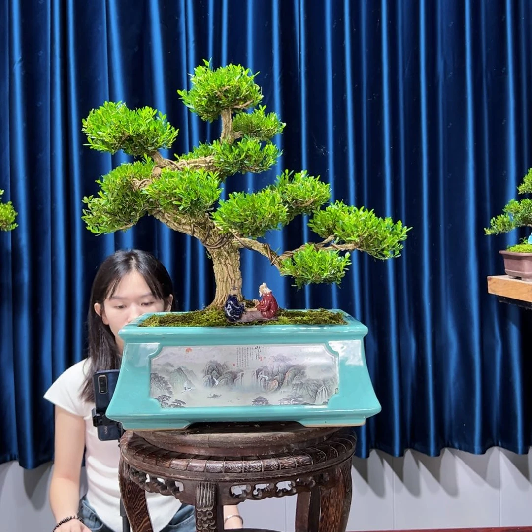 黄杨盆景艺术作品