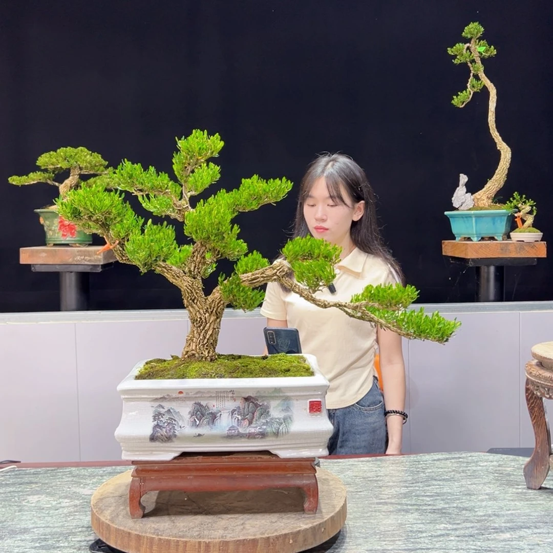 黄杨绿植黄杨盆景雀舌软枝