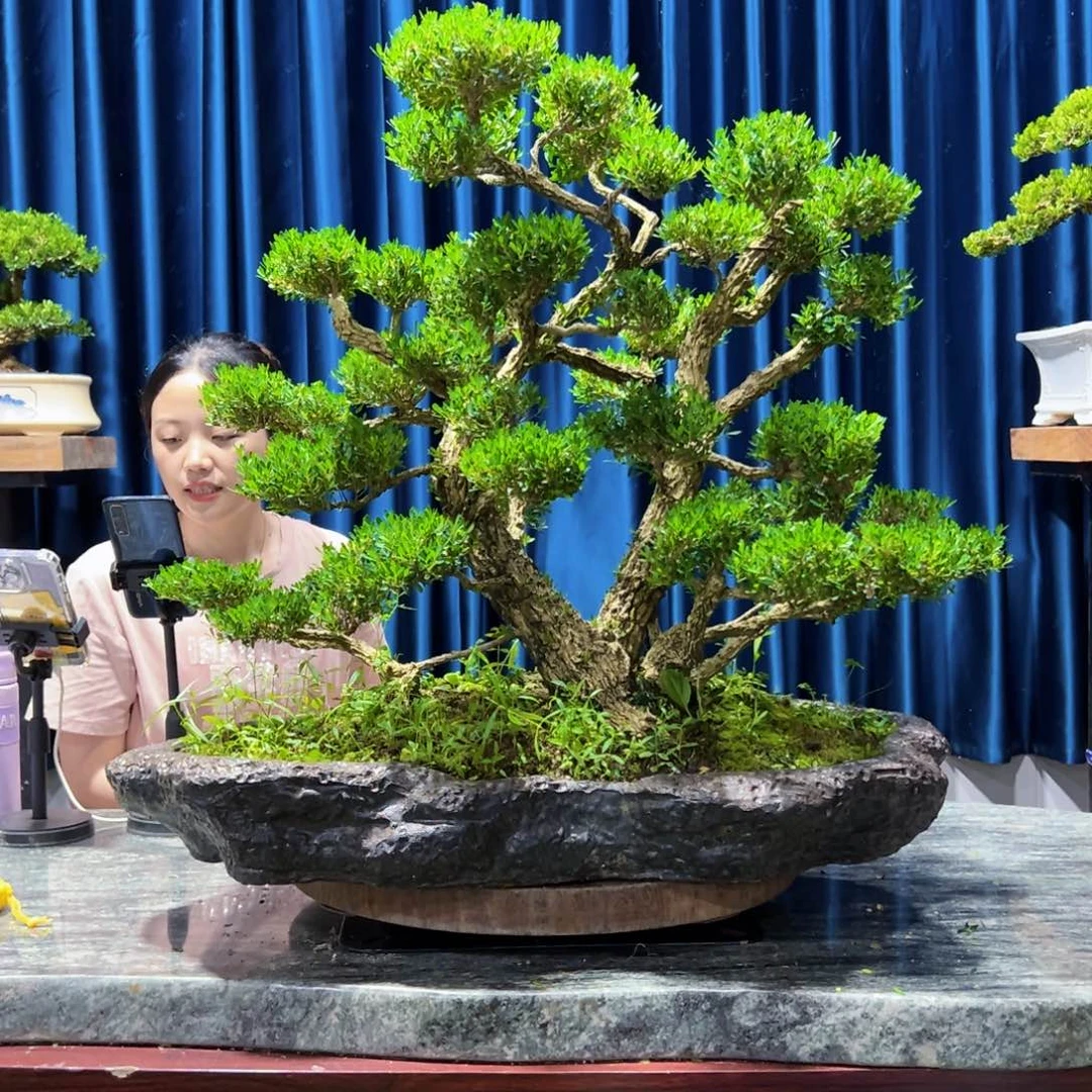广东黄杨盆景绿植老桩