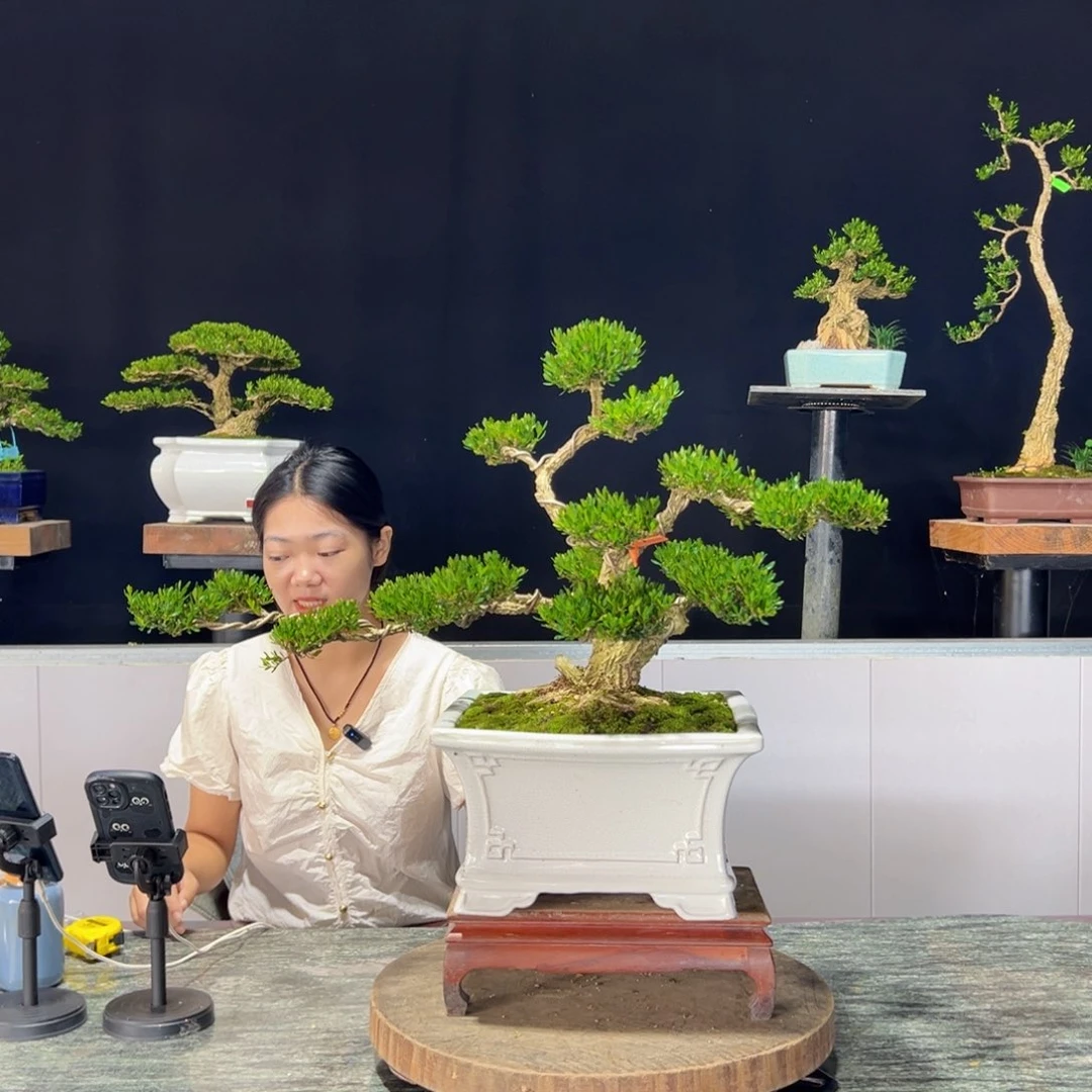 黄杨绿植黄杨盆景雀舌软枝