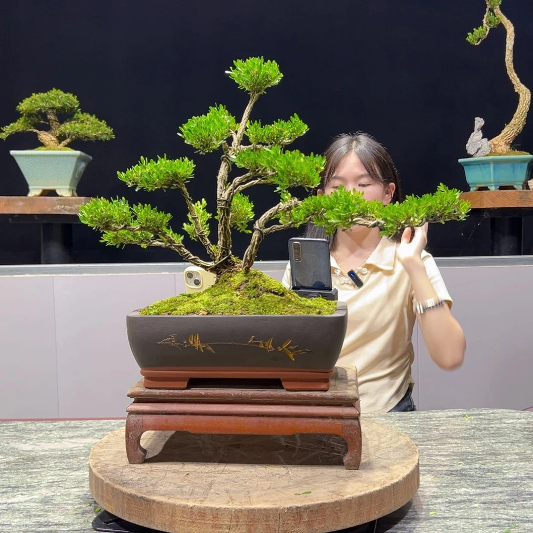 绿植黄杨盆景雀舌软枝每***习