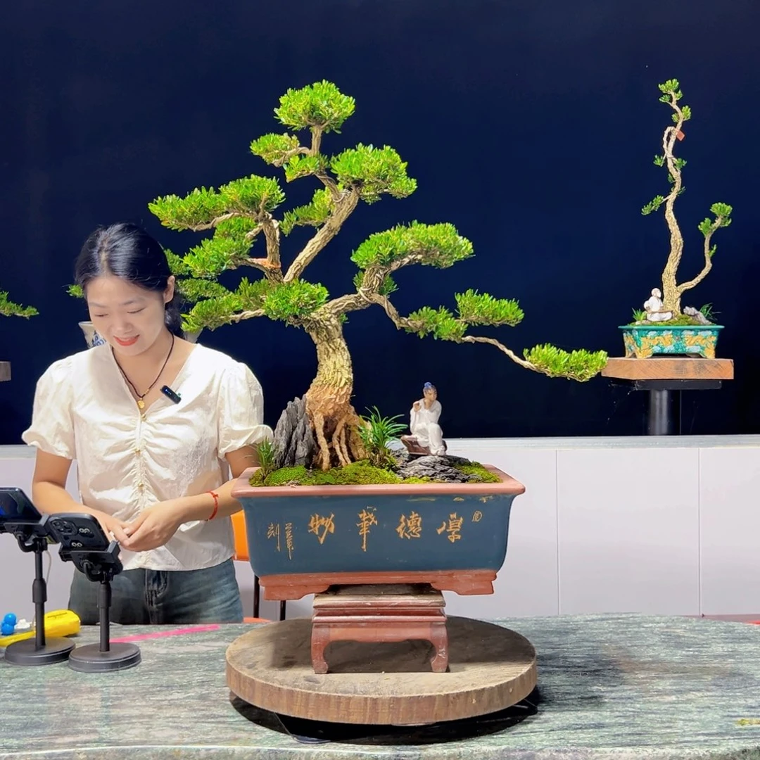 黄杨绿植黄杨盆景雀舌软枝