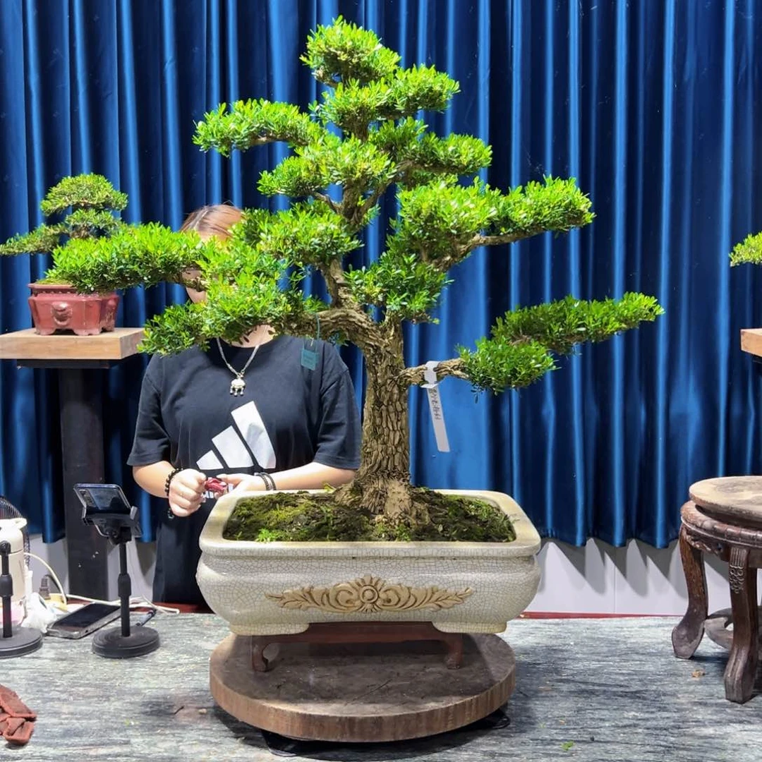广东黄杨盆景绿植普***利