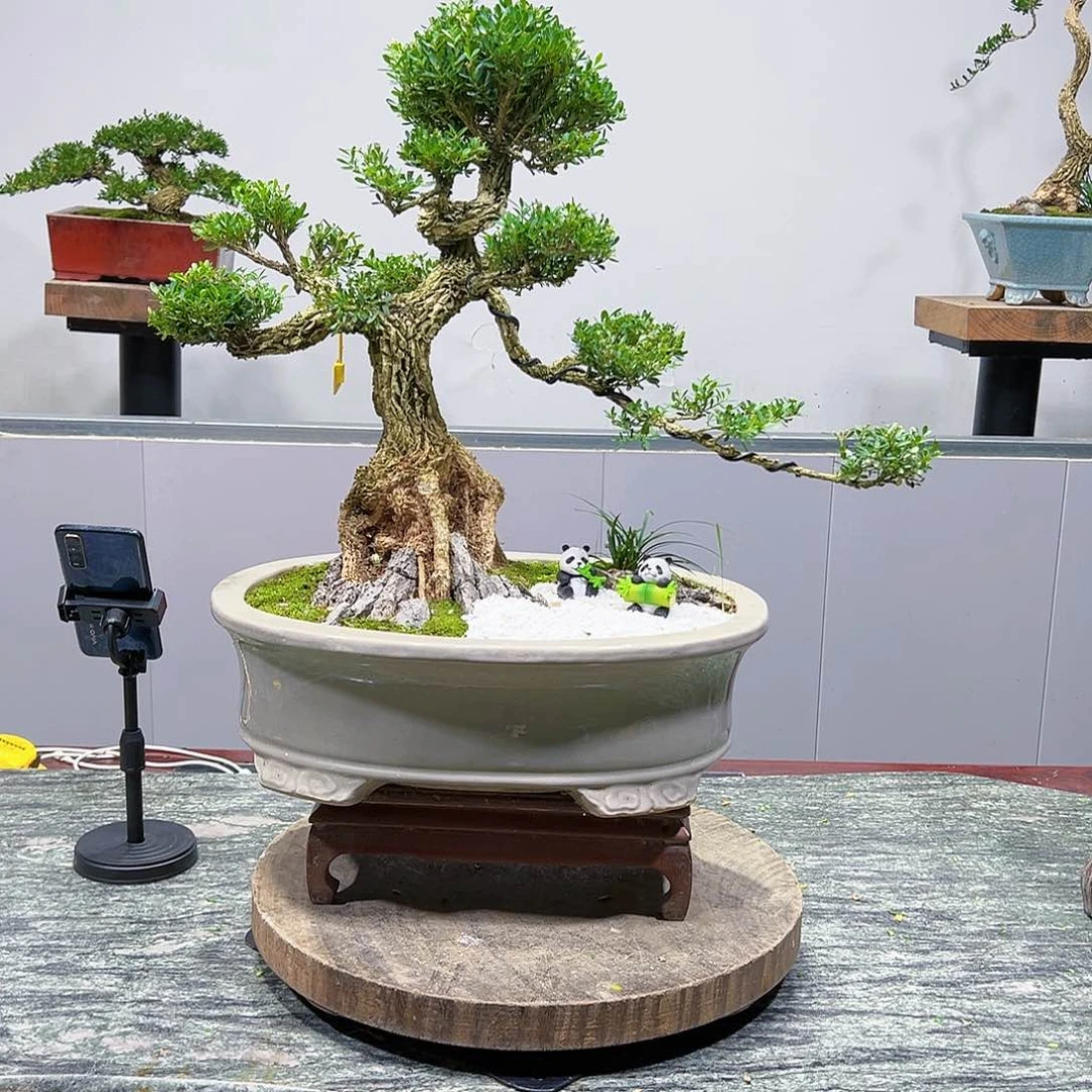 黄杨盆景绿植盆景