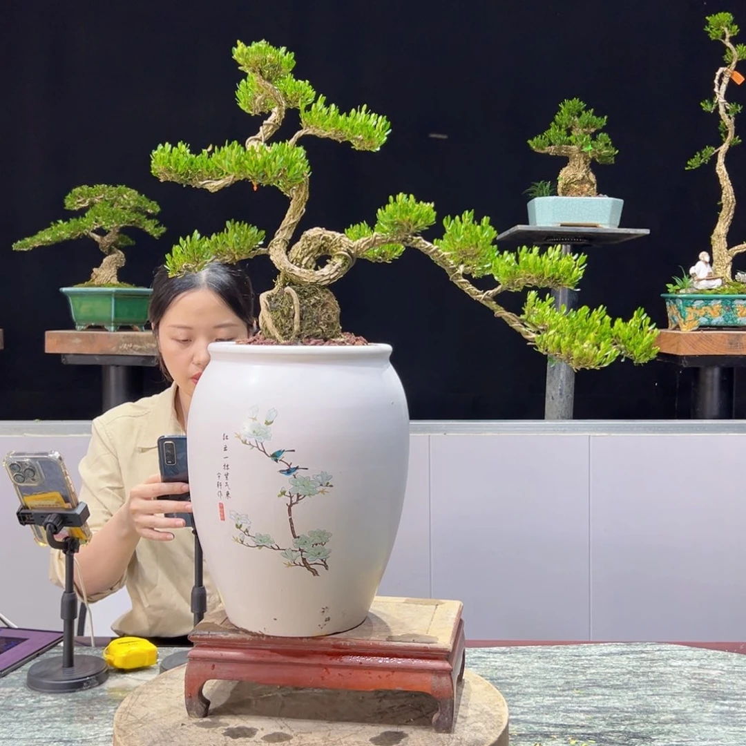 绿植黄杨盆景雀舌软枝