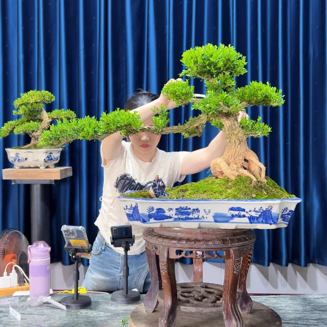 广东黄杨盆景绿植