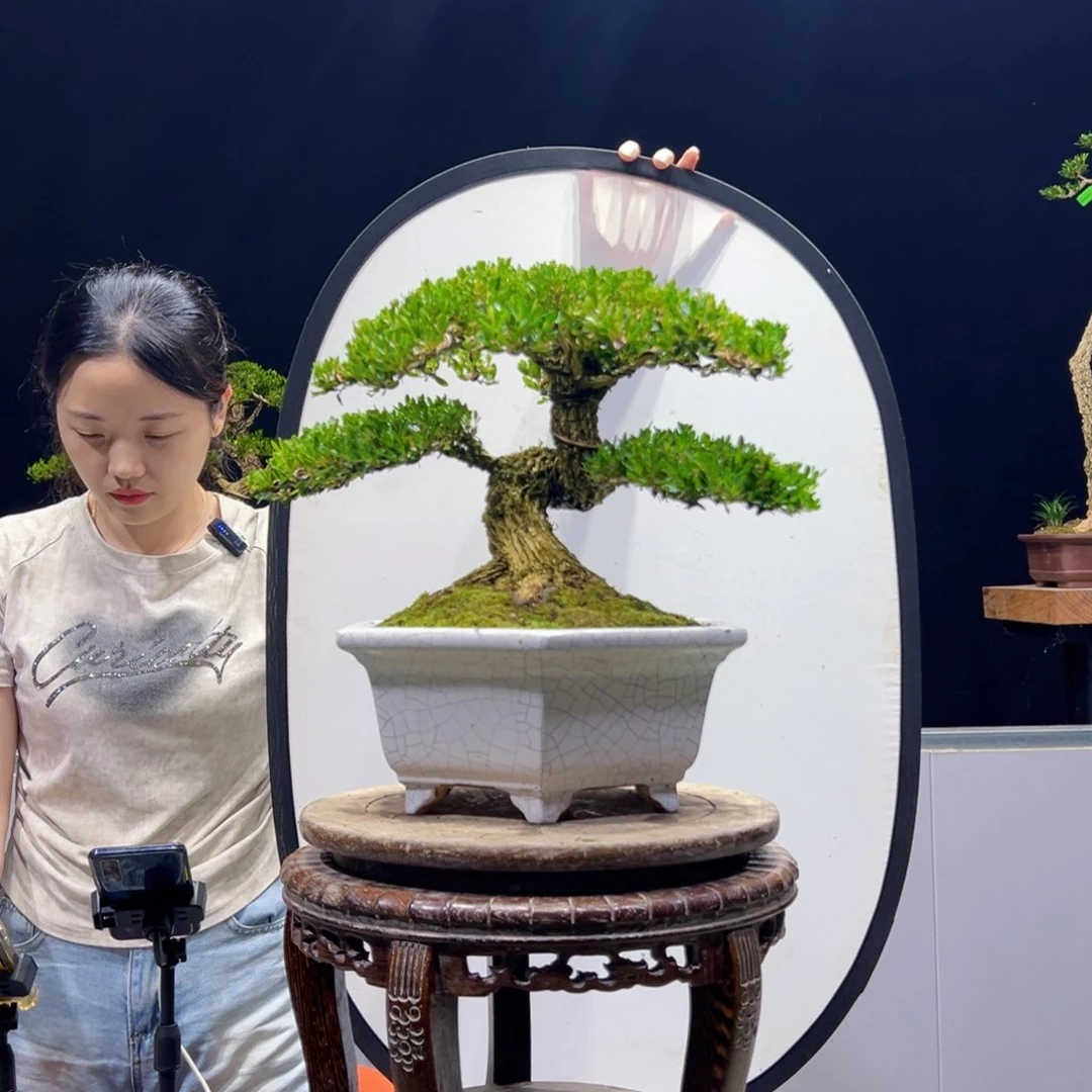 黄杨绿植黄杨盆景雀舌软枝