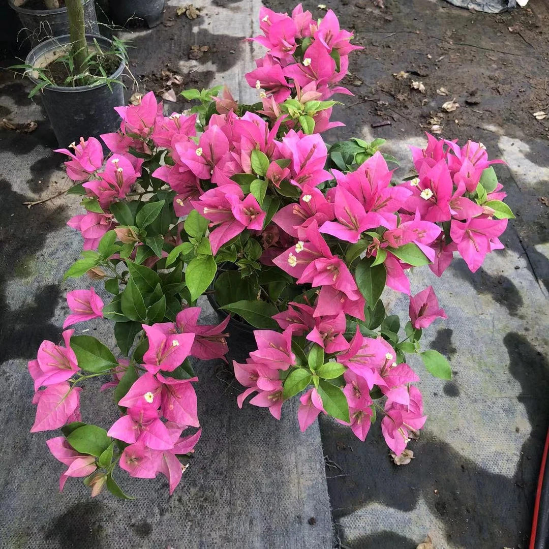 三角梅小盆苗（761-800原盆原土发货）