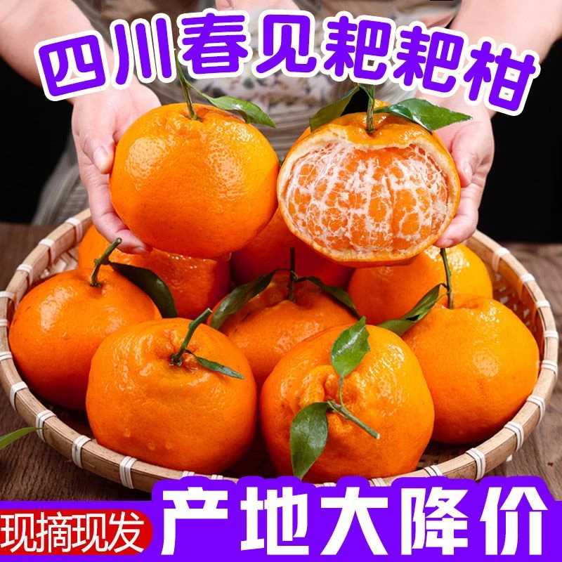 四川眉山春见耙耙柑粑粑柑杷杷柑新鲜水果甜柑橘桔子丑橘薄皮大果