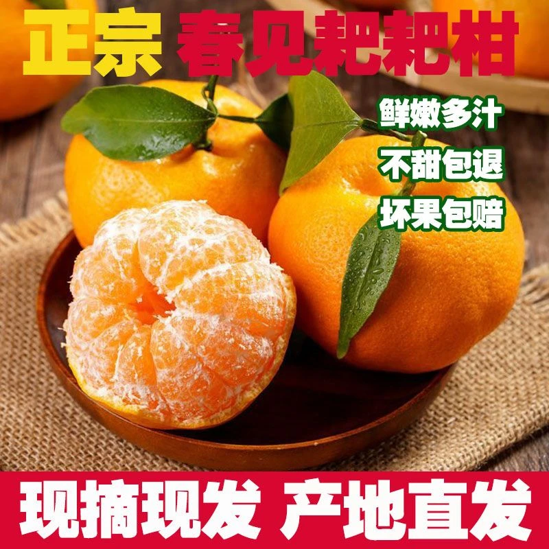 【现摘现发】正宗春见耙耙柑新鲜水果大果整箱桔子四川甜柑橘丑橘子