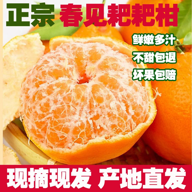 【新鲜现摘】正宗四川蒲江春见耙耙柑香甜丑橘子大果皮薄多汁丑八怪