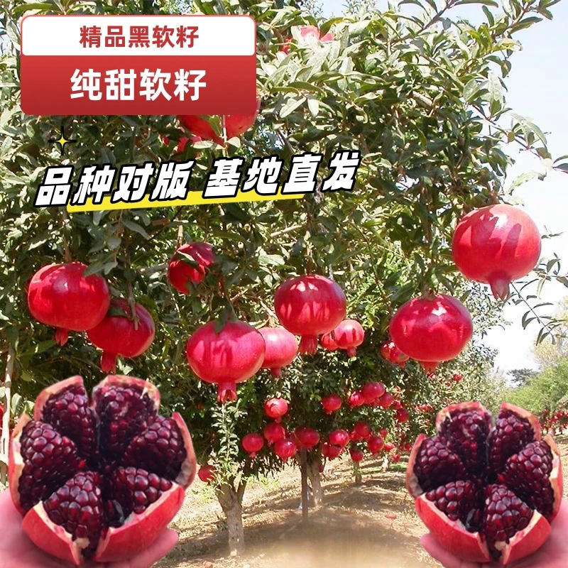 优质软籽石榴树苗单株挂果纯甜盆栽地栽庭院阳台南北方种植