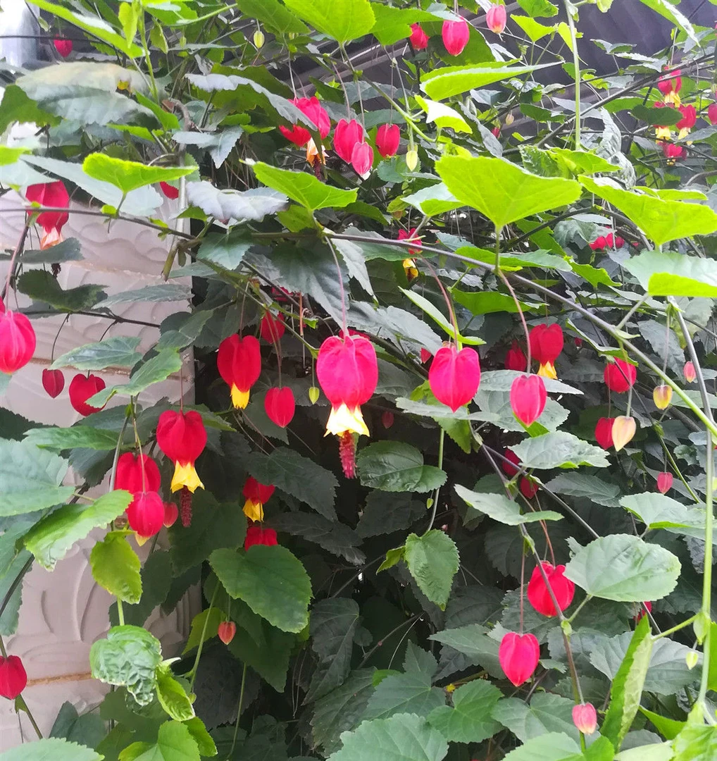 灯笼花风铃四季开花户外培植九死还魂空小苗颜色蔓性盆栽庭院植物