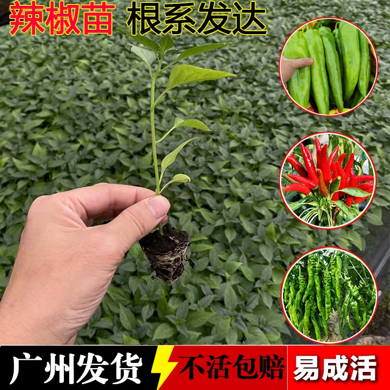 辣椒苗广东发货青椒苗螺丝椒苗朝天椒苗小米椒苗线椒苗四季盆栽
