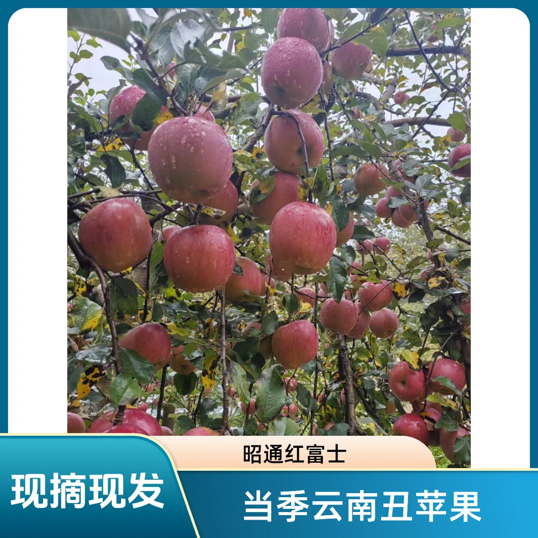 正宗昭通红富士丑苹果 现摘现发