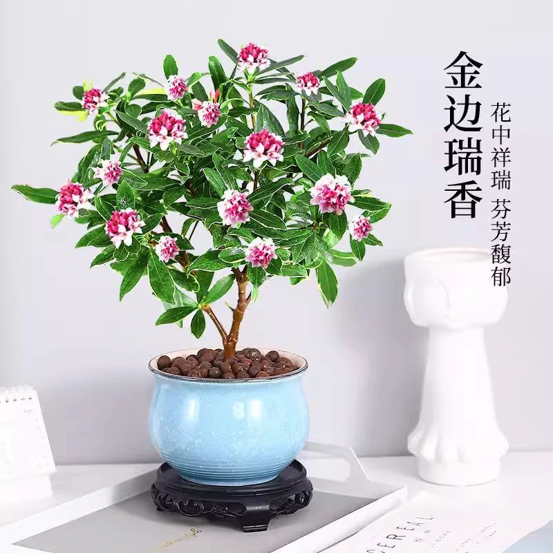 金边瑞香盆栽老桩耐寒植物浓香型大苗带花苞室内观花净化空气花卉