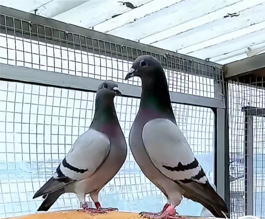 信鸽血统鸽成绩鸽一对