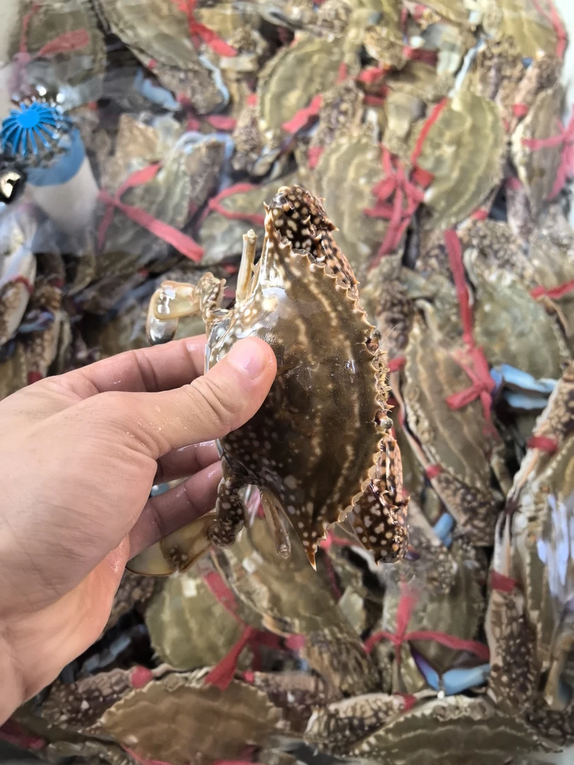 【鲜活】湛江梭子蟹单只2-3两只  怀化同城一小时送达  打氧气配送