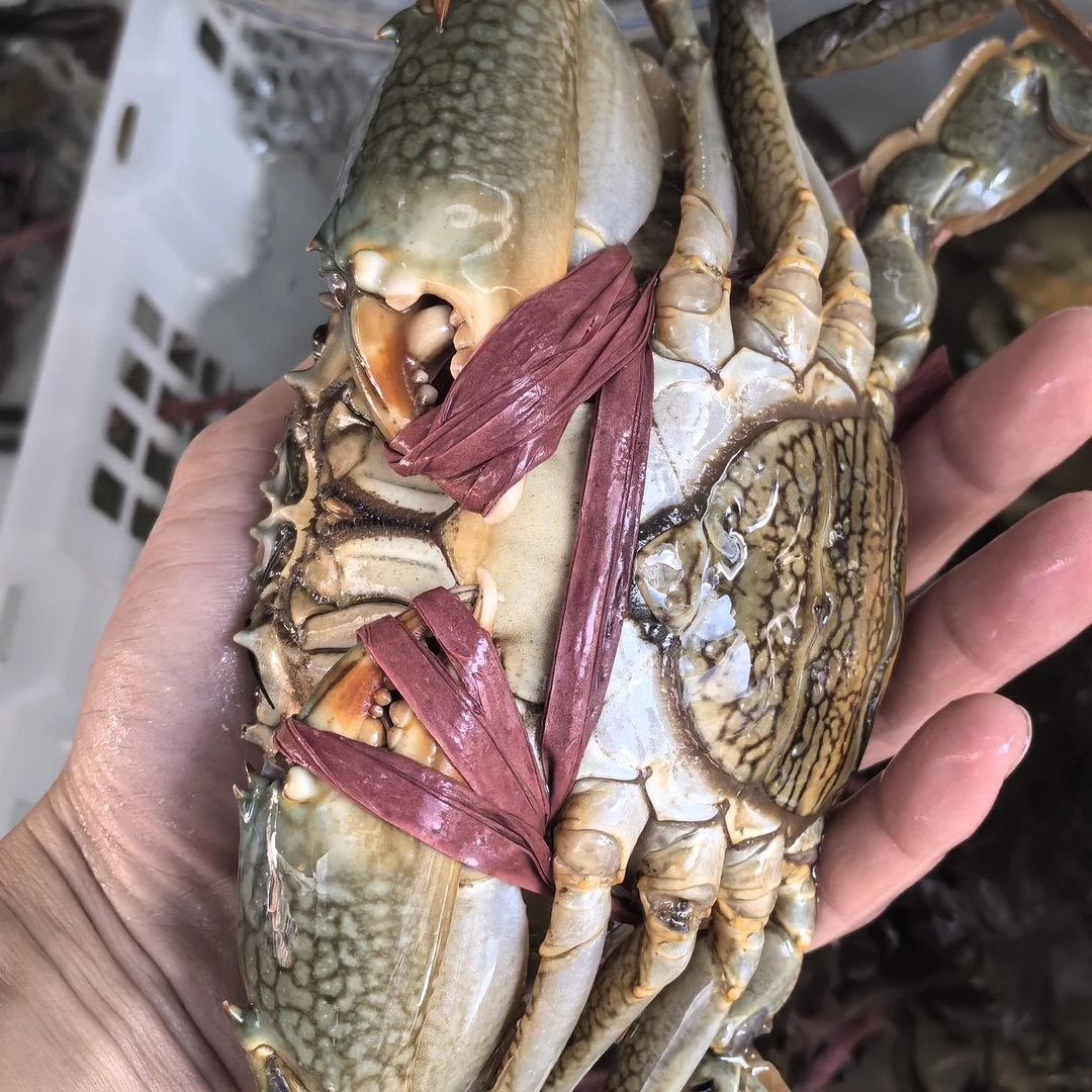 【鲜活】大青蟹海鲜一只约400g~600g包活到家需要杀请备注清楚喔蟹同城配送