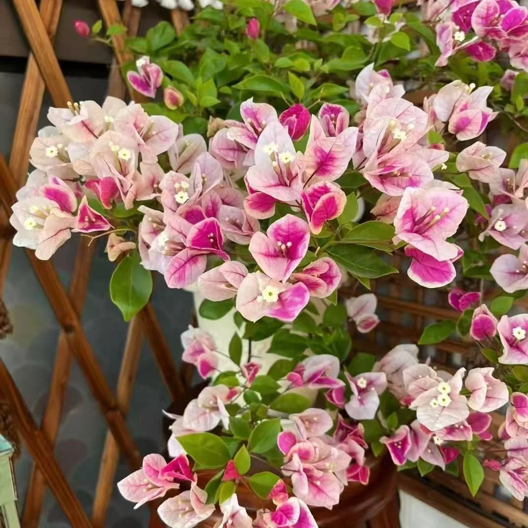 【漳红樱】三角梅四季勤花庭院阳台爬藤盆栽盆景好养